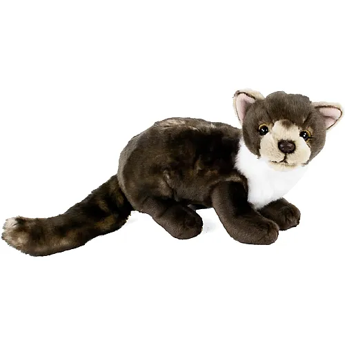 Beech marten - 40 cm
