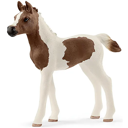Araberpinto Fohlen
