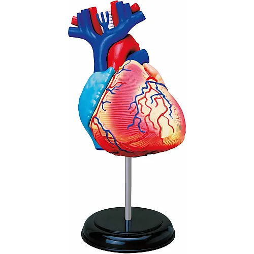 Mgm Explora Kit Anatomie DU C�ur 31pcs (FR)
