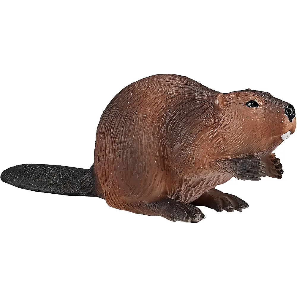 Mojo WildLife Biber
