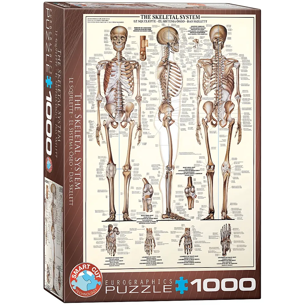 Eurographics Puzzle Das Skelettsystem - 1000 Teile