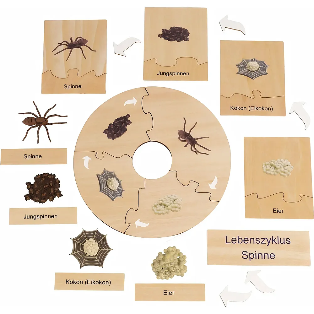 Hagemann Lebenszyklus einer Spinne in Holzbox