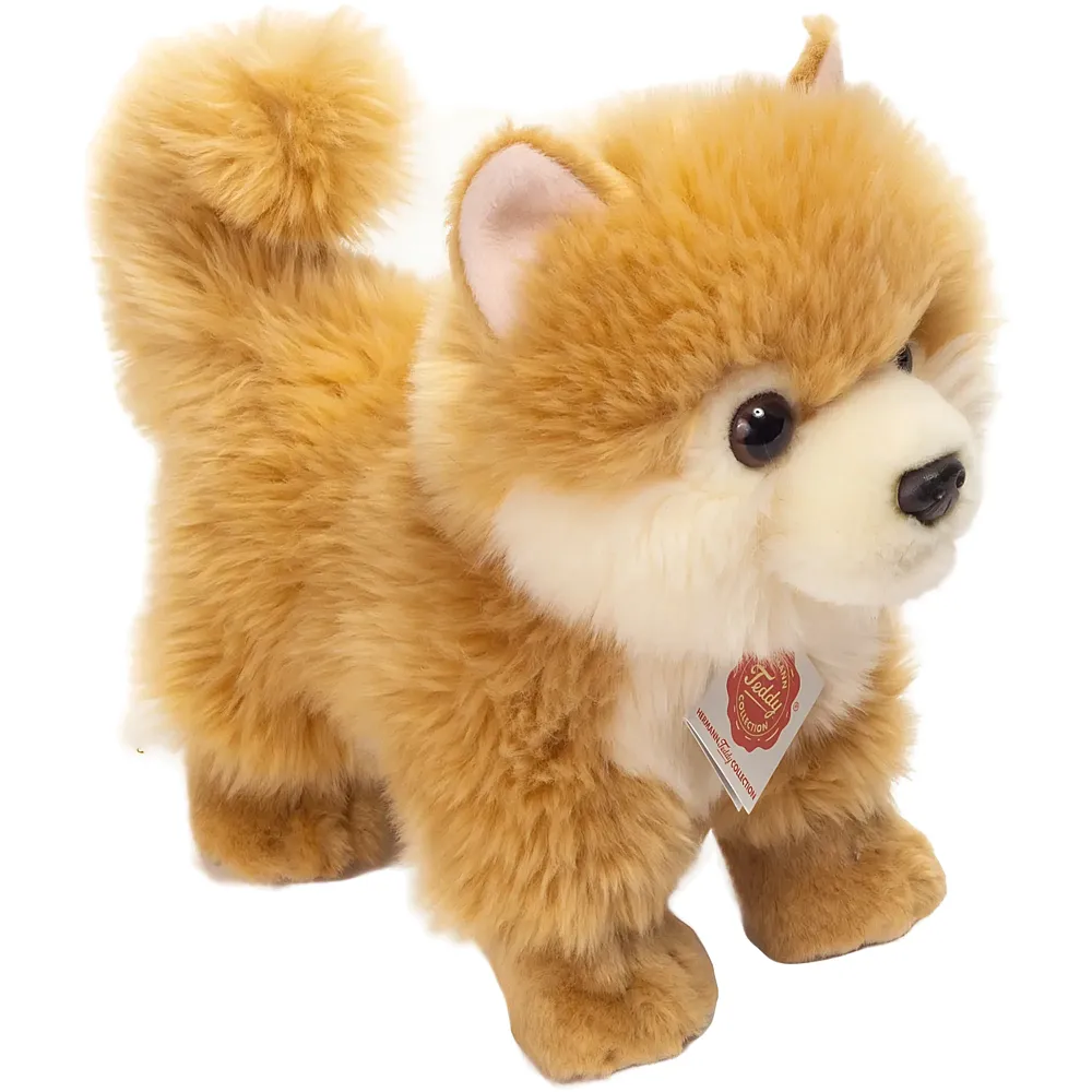 Teddy-Hermann Zwergspitz - 22 cm