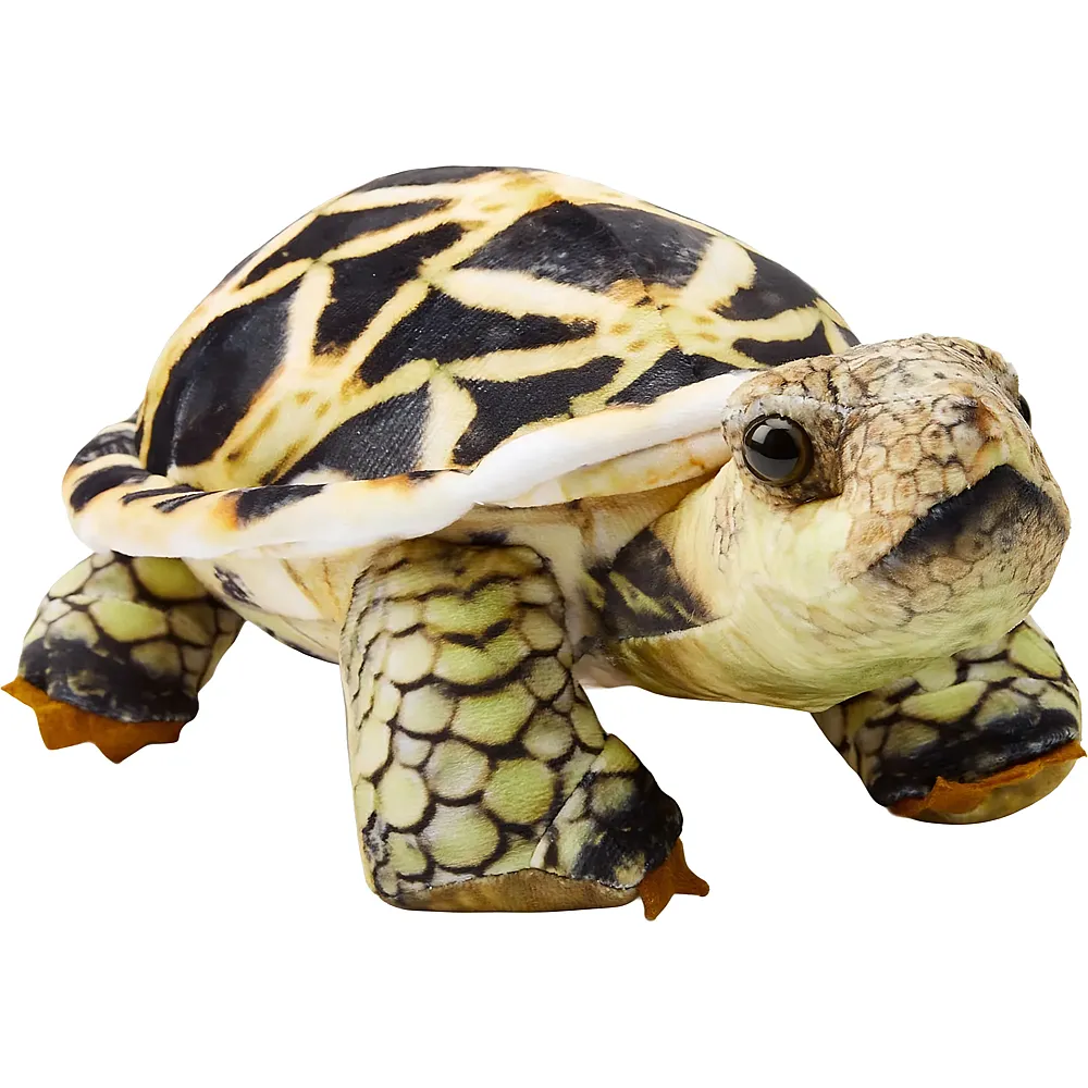 Zappi Co Indische Sternenschildkr�te - 26 cm