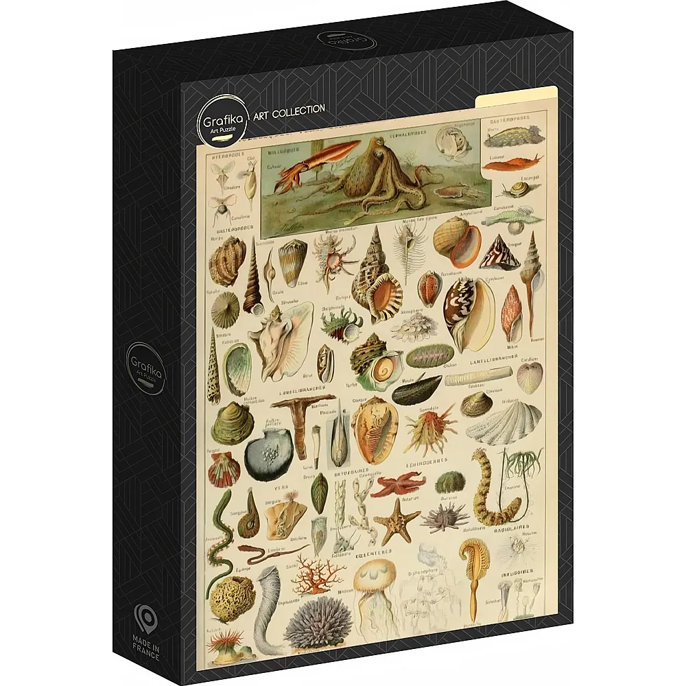 Grafika Puzzle Art Collection Abbildung aus dem Larousse pour Tous : Mollusken, 19. Jahrthundert 1000Teile