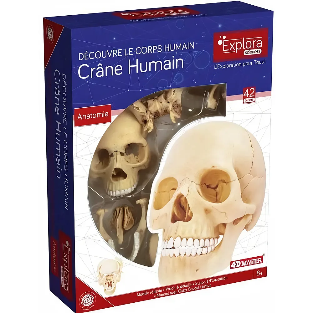 Mgm Explora Kit Anatomie DU Crane Humain - 17 Teile
