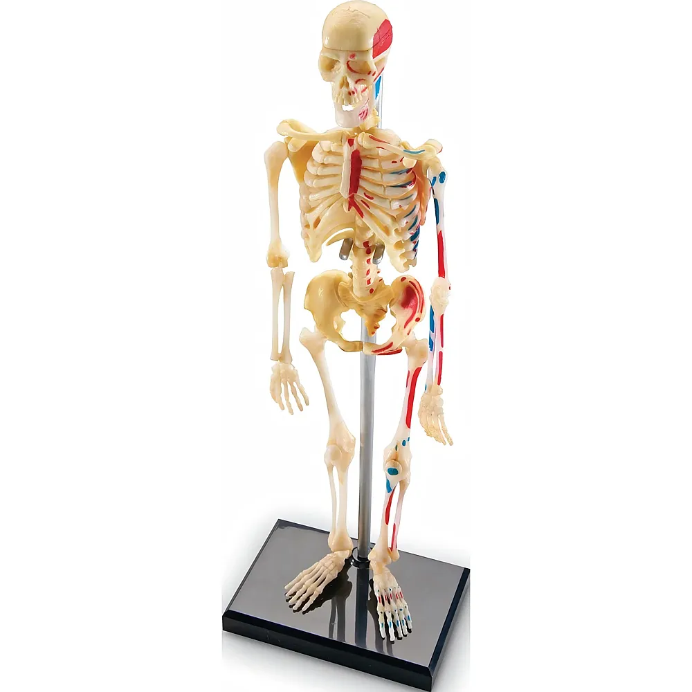 Learning Resources Skelettmodell 23 cm, Lernspielzeug Anatomie Mensch, Aufbau & Funktionen des Skeletts, Mit bebilderter Anleitung &