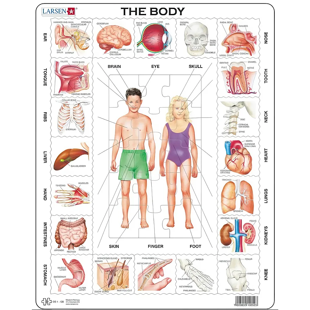 Larsen Puzzle Frame Puzzle - The Body 35Teile