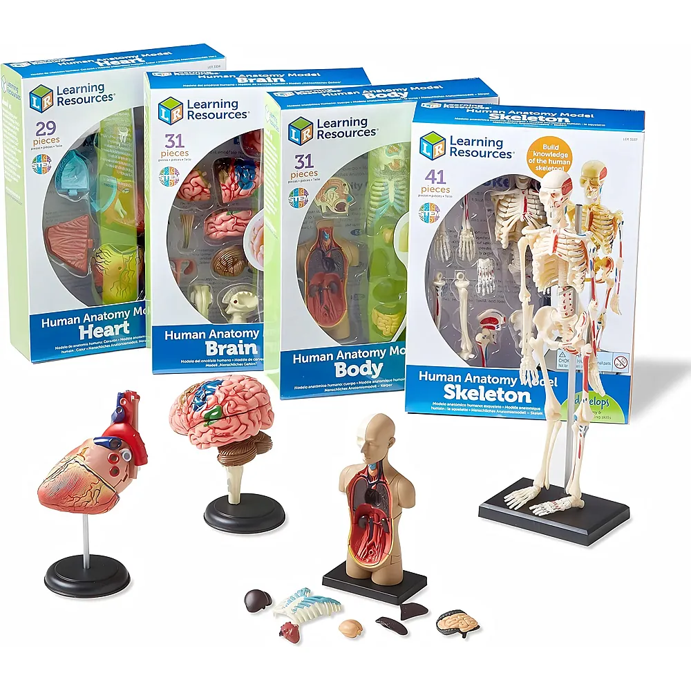 Learning Resources Anatomiemodell-Set