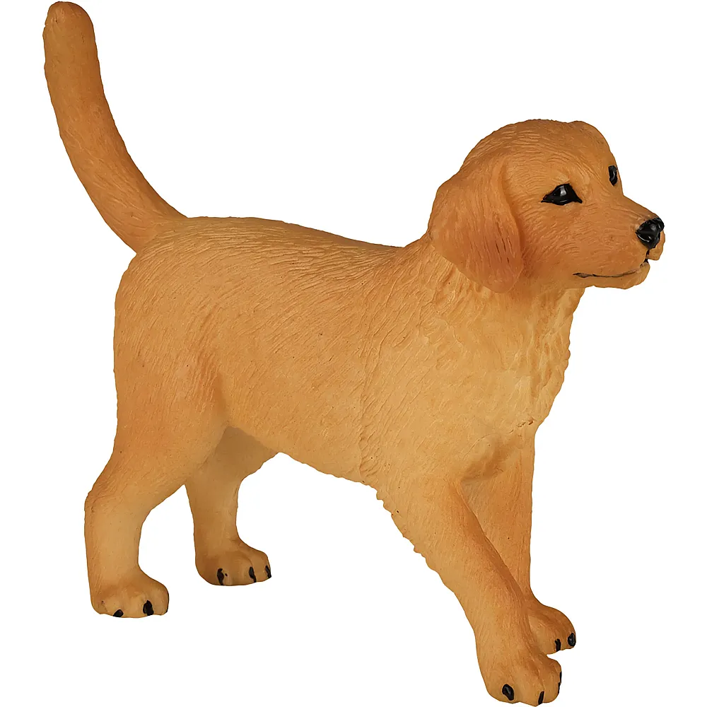 Mojo Farmland Golden Retriever Welpe