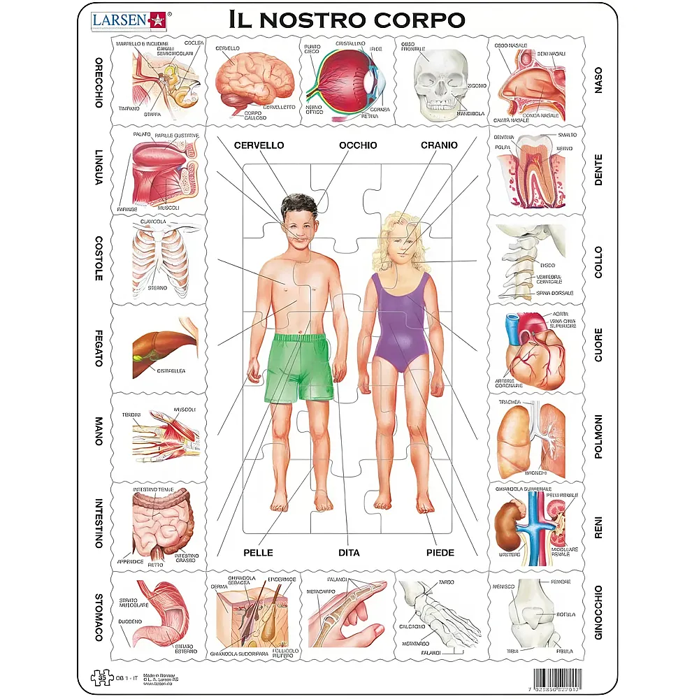 Larsen Puzzle Il nostro corpo - 35 Teile | Rahmenpuzzle