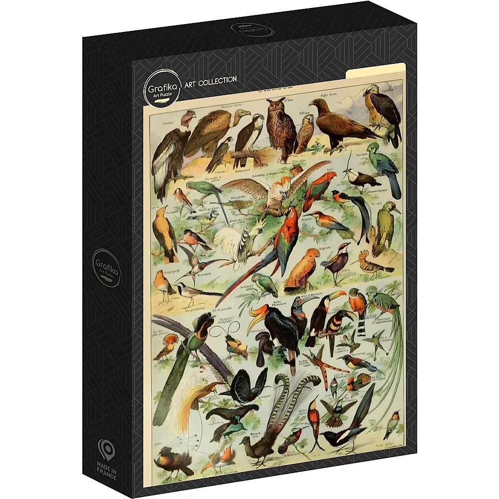 Grafika Puzzle Art Collection Abbildung aus dem Larousse pour Tous : V�gel, 19. Jahrhundert 1000Teile