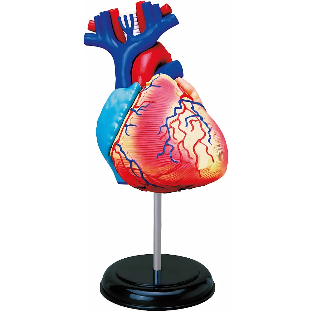 Mgm Explora Kit Anatomie DU Cur 31pcs FR